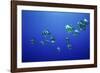 School of Longfin spadefish (Platax teira), Kimbe Bay, West New Britain, Papua New Guinea-Bert Willaert-Framed Photographic Print