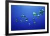 School of Longfin spadefish (Platax teira), Kimbe Bay, West New Britain, Papua New Guinea-Bert Willaert-Framed Photographic Print