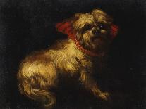 Maltese Terrier with a Red Collar-School of Madrid-Framed Stretched Canvas