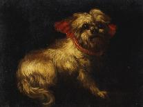 Maltese Terrier with a Red Collar-School of Madrid-Stretched Canvas