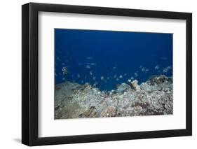 School of Moorish Idols and Yellowtail Fusiliers, Fiji-Stocktrek Images-Framed Photographic Print