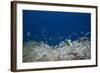 School of Moorish Idols and Yellowtail Fusiliers, Fiji-Stocktrek Images-Framed Photographic Print