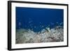 School of Moorish Idols and Yellowtail Fusiliers, Fiji-Stocktrek Images-Framed Photographic Print