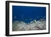 School of Moorish Idols and Yellowtail Fusiliers, Fiji-Stocktrek Images-Framed Photographic Print