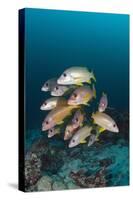 School of One-Spot Snapper-Reinhard Dirscherl-Stretched Canvas