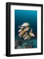 School of One-Spot Snapper-Reinhard Dirscherl-Framed Photographic Print