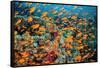 School of orange Scalefin anthias on a coral reef, Sinai, Egypt-Alex Mustard-Framed Stretched Canvas