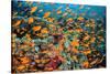 School of orange Scalefin anthias on a coral reef, Sinai, Egypt-Alex Mustard-Stretched Canvas