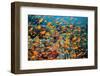 School of orange Scalefin anthias on a coral reef, Sinai, Egypt-Alex Mustard-Framed Photographic Print