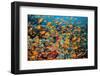 School of orange Scalefin anthias on a coral reef, Sinai, Egypt-Alex Mustard-Framed Photographic Print