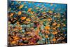 School of orange Scalefin anthias on a coral reef, Sinai, Egypt-Alex Mustard-Mounted Photographic Print