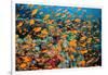 School of orange Scalefin anthias on a coral reef, Sinai, Egypt-Alex Mustard-Framed Photographic Print