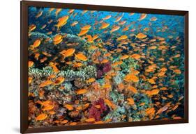 School of orange Scalefin anthias on a coral reef, Sinai, Egypt-Alex Mustard-Framed Photographic Print