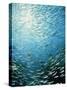 School of Reef Silverside Fish-Stuart Westmorland-Stretched Canvas
