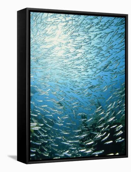 School of Reef Silverside Fish-Stuart Westmorland-Framed Stretched Canvas
