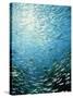 School of Reef Silverside Fish-Stuart Westmorland-Stretched Canvas