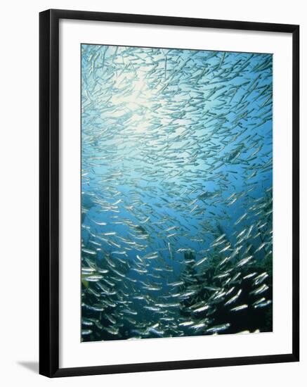 School of Reef Silverside Fish-Stuart Westmorland-Framed Photographic Print