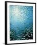 School of Reef Silverside Fish-Stuart Westmorland-Framed Photographic Print