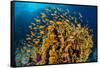 school of scalefin anthias swimming around fire coral, egypt-alex mustard-Framed Stretched Canvas