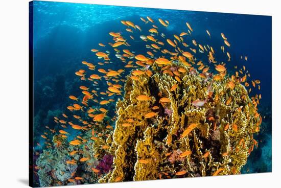 school of scalefin anthias swimming around fire coral, egypt-alex mustard-Stretched Canvas