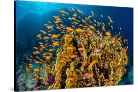 school of scalefin anthias swimming around fire coral, egypt-alex mustard-Stretched Canvas