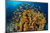 school of scalefin anthias swimming around fire coral, egypt-alex mustard-Mounted Photographic Print