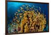 school of scalefin anthias swimming around fire coral, egypt-alex mustard-Framed Photographic Print