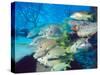 School of Schoolmaster Snapper, Key Largo, Florida-Lauren B. Smith-Stretched Canvas