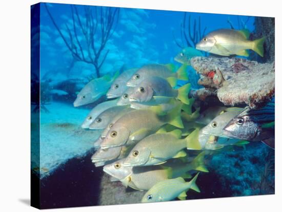 School of Schoolmaster Snapper, Key Largo, Florida-Lauren B. Smith-Stretched Canvas