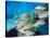 School of Schoolmaster Snapper, Key Largo, Florida-Lauren B. Smith-Stretched Canvas