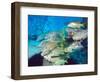 School of Schoolmaster Snapper, Key Largo, Florida-Lauren B. Smith-Framed Photographic Print