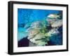 School of Schoolmaster Snapper, Key Largo, Florida-Lauren B. Smith-Framed Photographic Print