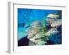 School of Schoolmaster Snapper, Key Largo, Florida-Lauren B. Smith-Framed Photographic Print