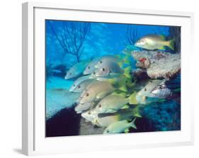 School of Schoolmaster Snapper, Key Largo, Florida-Lauren B. Smith-Framed Photographic Print