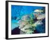 School of Schoolmaster Snapper, Key Largo, Florida-Lauren B. Smith-Framed Photographic Print