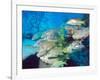 School of Schoolmaster Snapper, Key Largo, Florida-Lauren B. Smith-Framed Photographic Print