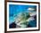 School of Schoolmaster Snapper, Key Largo, Florida-Lauren B. Smith-Framed Photographic Print