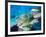 School of Schoolmaster Snapper, Key Largo, Florida-Lauren B. Smith-Framed Photographic Print