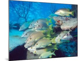 School of Schoolmaster Snapper, Key Largo, Florida-Lauren B. Smith-Mounted Photographic Print