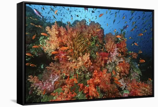 School of Sea Goldies amongst Soft Coral Reef-Nosnibor137-Framed Stretched Canvas