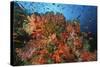 School of Sea Goldies amongst Soft Coral Reef-Nosnibor137-Stretched Canvas