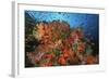 School of Sea Goldies amongst Soft Coral Reef-Nosnibor137-Framed Photographic Print