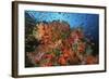 School of Sea Goldies amongst Soft Coral Reef-Nosnibor137-Framed Photographic Print