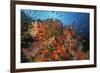 School of Sea Goldies amongst Soft Coral Reef-Nosnibor137-Framed Photographic Print