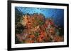 School of Sea Goldies amongst Soft Coral Reef-Nosnibor137-Framed Photographic Print