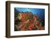 School of Sea Goldies amongst Soft Coral Reef-Nosnibor137-Framed Photographic Print