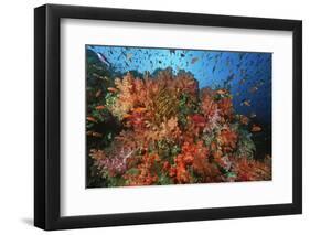 School of Sea Goldies amongst Soft Coral Reef-Nosnibor137-Framed Photographic Print