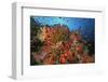 School of Sea Goldies amongst Soft Coral Reef-Nosnibor137-Framed Photographic Print