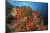 School of Sea Goldies amongst Soft Coral Reef-Nosnibor137-Mounted Photographic Print