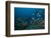School of Sergeant Major Fish at the Bistro Dive Site in Fiji-Stocktrek Images-Framed Photographic Print